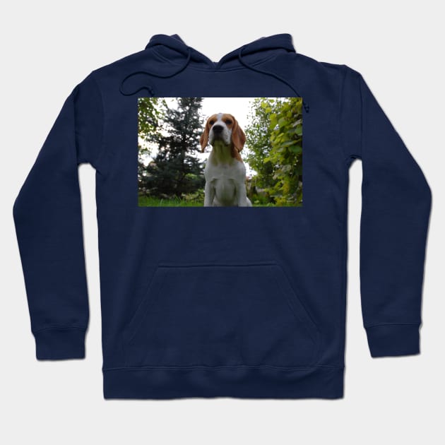 Beagle Sitting Hoodie by Wanderingangel